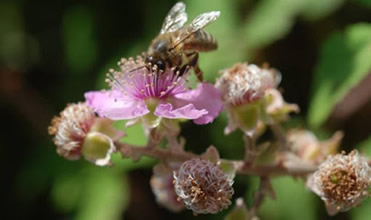 abeisorbet  fleur de ronce
